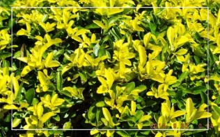 植物黃化（黃葉?。┙鉀Q方案