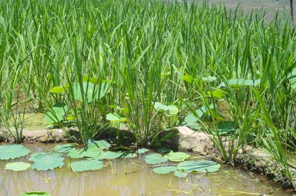 茭白種植技術(shù)和時(shí)間 