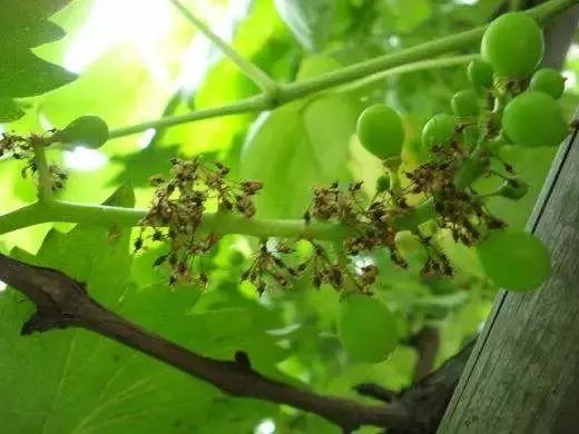 葡萄落花落果嚴重，一碰就掉一地？什么原因?qū)е?？怎么辦？