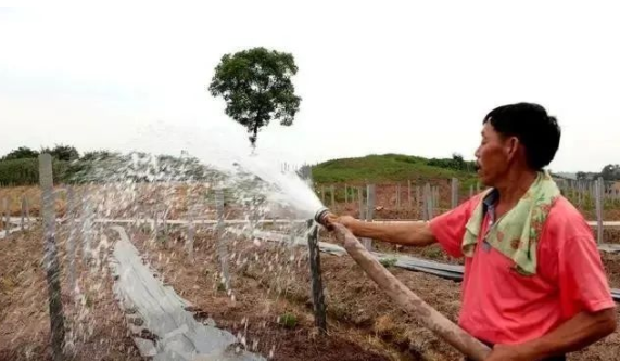 葡萄園澆水有啥說道？5水不可少，2期不可澆，4種澆水方法任選